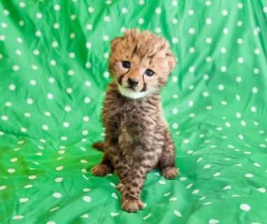 Home Cheetah available for good homes