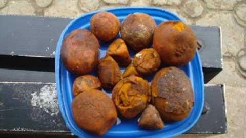 HOT SALE!! 1500 grams of Full Cow Gallstone Availa