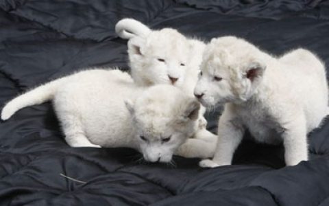Healthy white lion available for Sale.