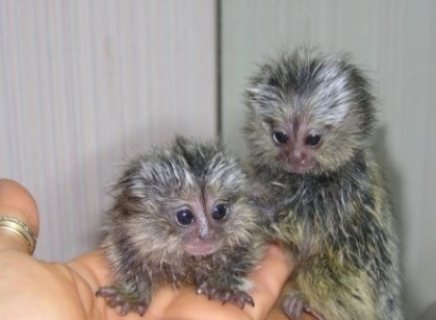 Male and female Marmoset monkeys for sale