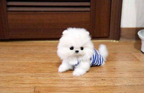  Teacup Pomeranian puppies available for sale