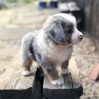 Merle blue Aussie puppies available for sale