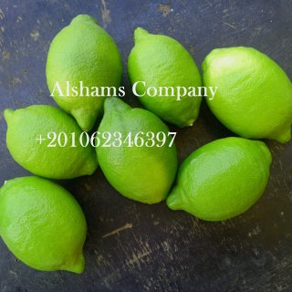 الليمون الطازج 2